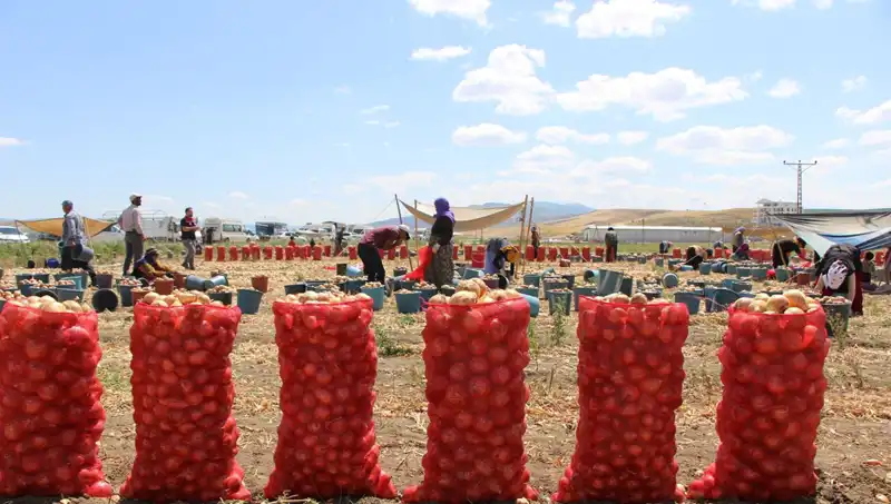 Amasya Elması, Avrupa ve Rusya Pazarı İçin Hazır: "Elma Kadar Tatlı" Geliyor!