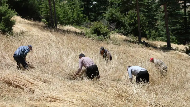 Teknolojinin Ulaşamadığı Tarla: Geleneksel Yöntemlerle Hasat Zamanı Geldi