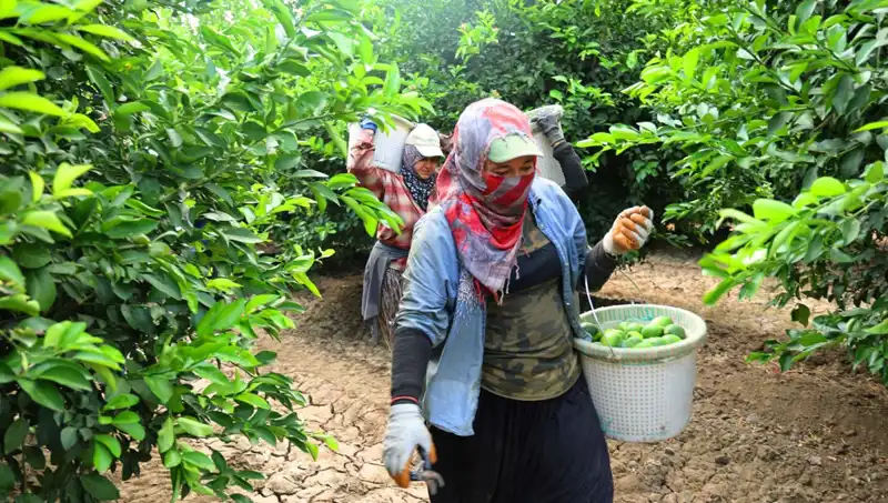 Markette Patates Fiyatları 150 Lira Sınırını Aştı: Hasat Dönemiyle Beklentiler Değişiyor