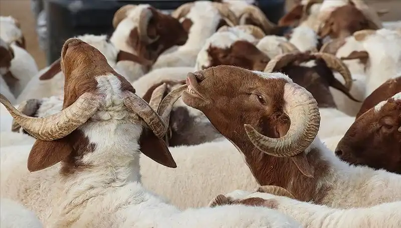 Akika Kurbanı Hakkında Bilinmeyenler: Yenir mi, Ne Zaman Kesilir?