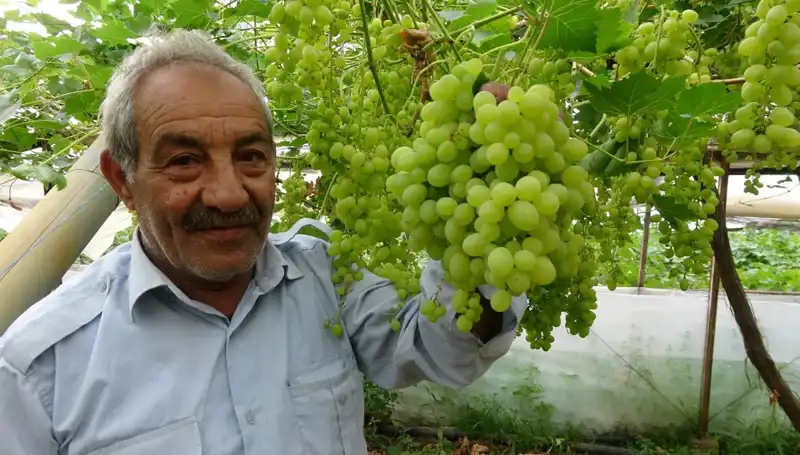 Zirai Don, Meyve Fiyatlarını Patlatıyor: İlk Ürünler 250 TL’den Satışta!