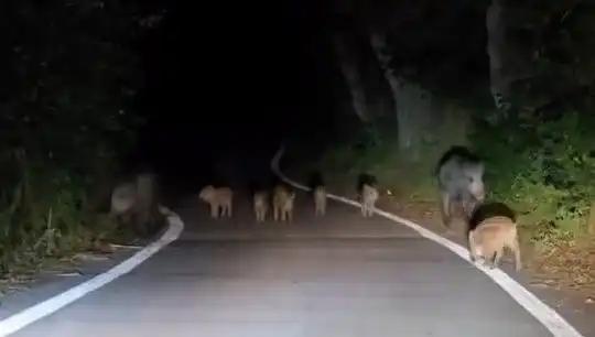 Elazığ'da Domuz Sürüsü Yola İnince Trafik Kargaşası Yaşandı