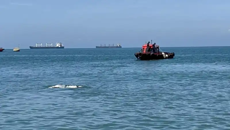 Denizin Ortasında Angus: Şaşkınlık Yaratan Olayın Detayları