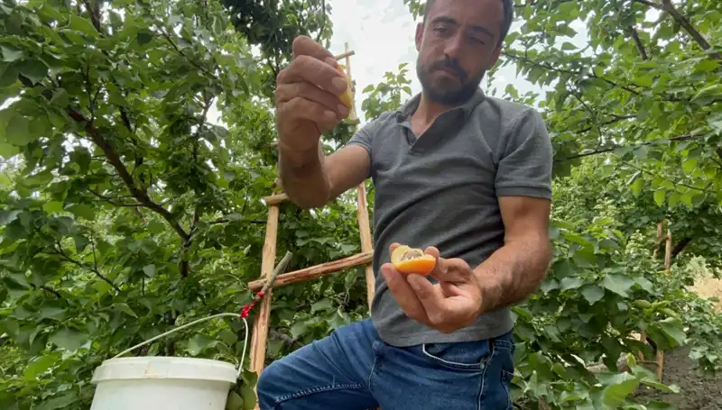 Tadı Damaklarda İz Bırakan Lezzet: 50 TL ile 70 TL Arasında Satışta!