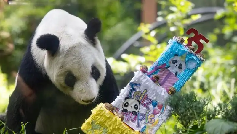 Dev Panda Xin Xin 35 Yaşında: Kutlamalar ve Eğlenceler Başladı!