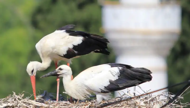 Leylek Köyü'nde Yaren Leyleği Kıskandıran Bir Huzur: 8 Kat Fazla Yuva!