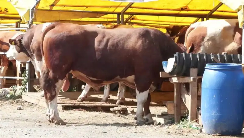 Kurban Pazarlarında Yüzlerce Hayvan Sıraya Girdi, Fiyatlar Ne Olacak?