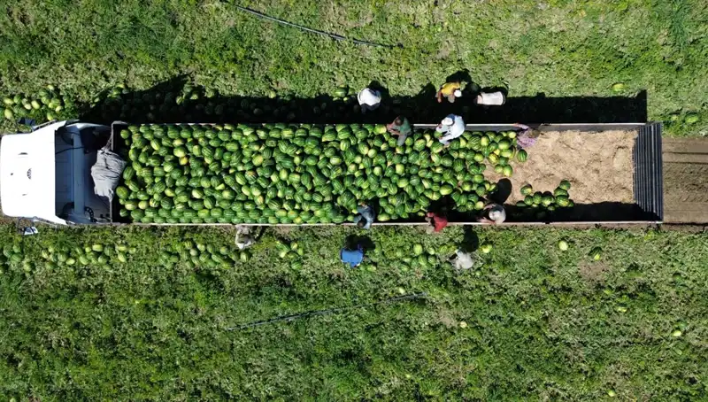 Bafra Ovası’nda 94 Bin 500 Ton Karpuz Rekoltesi Bekleniyor: Çiftçiler Umutlu