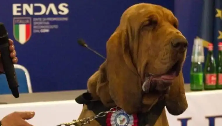 Arama Köpeğine Suikast: Çivili Sosisle Yapılan Canice Saldırı