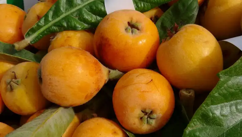 Hasat Sezonu Başladı: Sarı Altın Olarak Bilinen Zeytin 90 Liradan Satılıyor