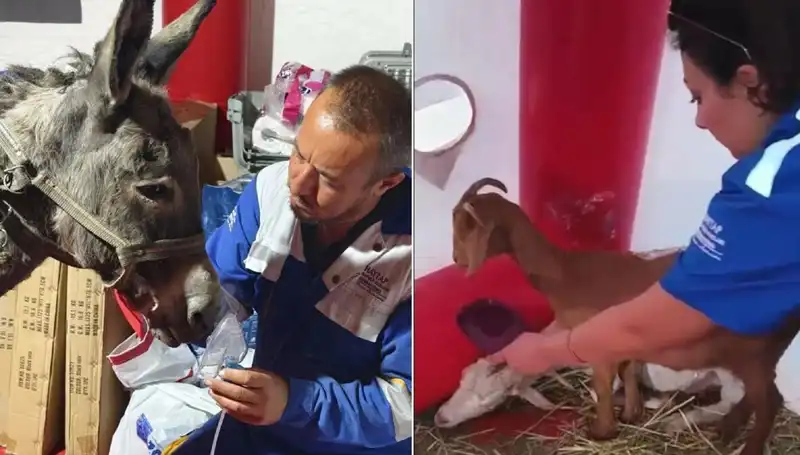 Yangından Etkilenen Eşek İçin Oksijen Maskesi Uygulandı, Hayata Döndürüldü!