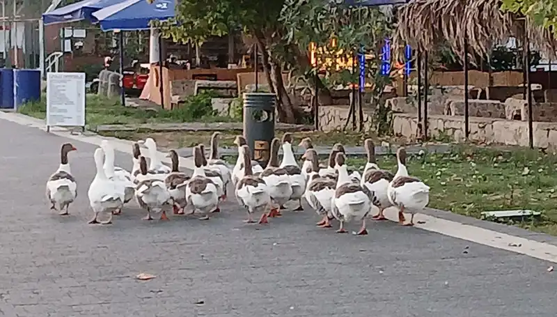 Kazların Denizde Yüzüşü Sonrası Gizemli Ölüm: Neler Oldu?