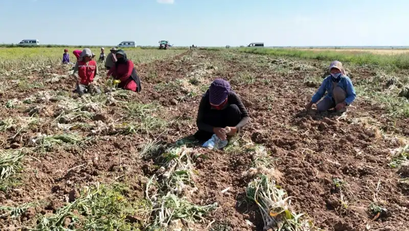Rusya, Almanya ve İspanya'nın Antibiyotiği: Global Sağlık İçin Hasat Dönemi Başladı