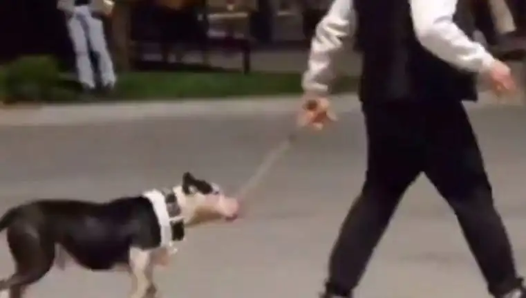 Ağızlıksız Pitbull'un Başkalarına Saldırması, Sahiplerine Cezayı Getirdi