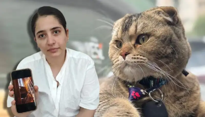 Evliliğin Geleceği Bir Kedinin Tüylerinde Gizli mi?