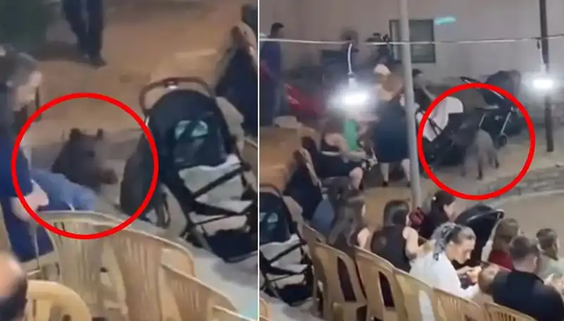 Yaban Domuzu Düğün Törenini Mahvetti: Konuklar Panik İçinde Kaçtı