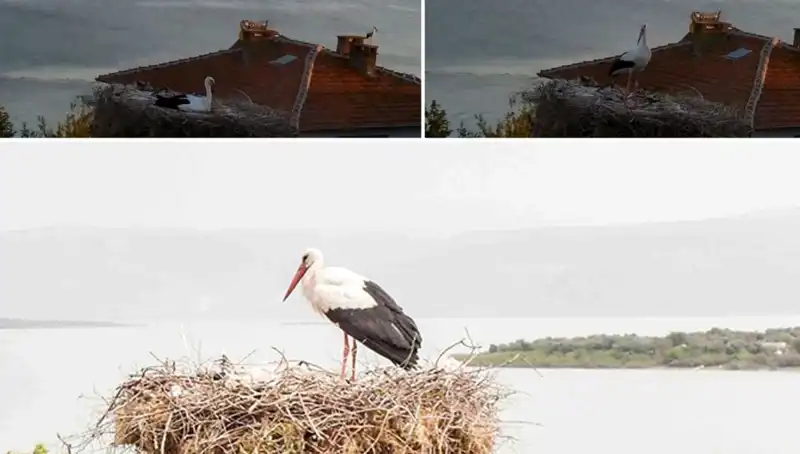 Yaren Leylek Depremi Önceden Hissetti: Doğa Mucizesi mi Yoksa Tesadüf mü?