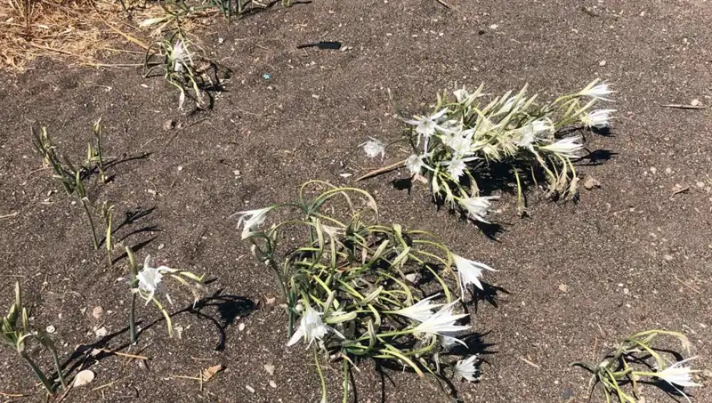 Koparmanın Bedelini Ödeyenler: Yasa Dışı Eylemin Sonuçları