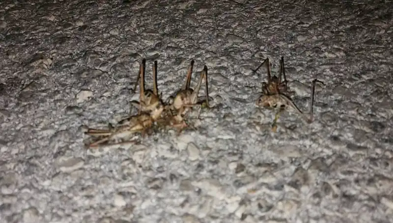 Yüzlerce Çekirge Yolu İstila Etti: Doğanın Savaşını İzleyin!