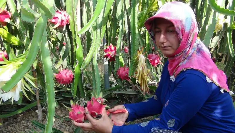 Emekli Olup Pitaya Yetiştirmeye Başlayan Çiftçi, Kilosunu 200 TL’den Satıyor