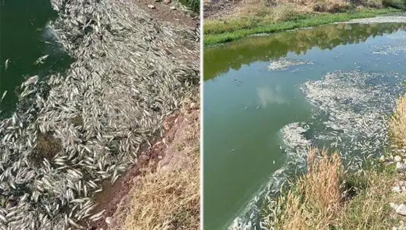 Karasu Çayı'ndaki Balık Ölümleri: Kriz Devam Ediyor, Nedenleri Araştırılıyor