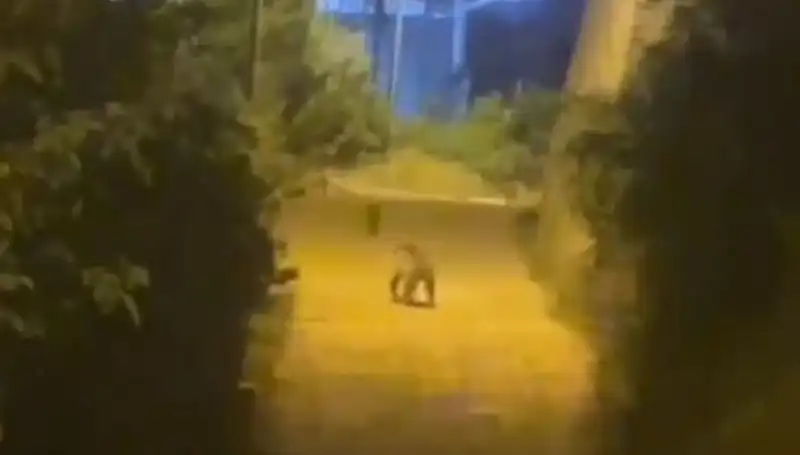 Gümüşhane'de Şehir Merkezine İnen Ayı, Vatandaşları Endişelendirdi!