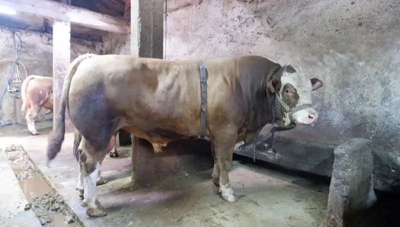 Tam 1 Ton 200 Kilo! Nedeniyle Fiyatı Dudak Uçuklatan Olay!