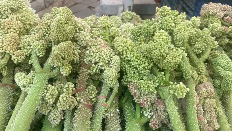 Dağların Şifası: Şekerin Kalp ve Sarılığa Faydaları Keşfedildi