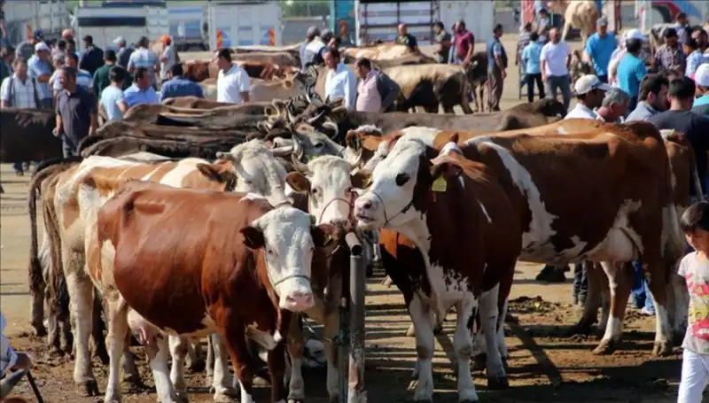 2025 Kurbanlık Fiyatlarında Şok Edici Artış: İstanbul, Ankara ve İzmir'de Son Durum