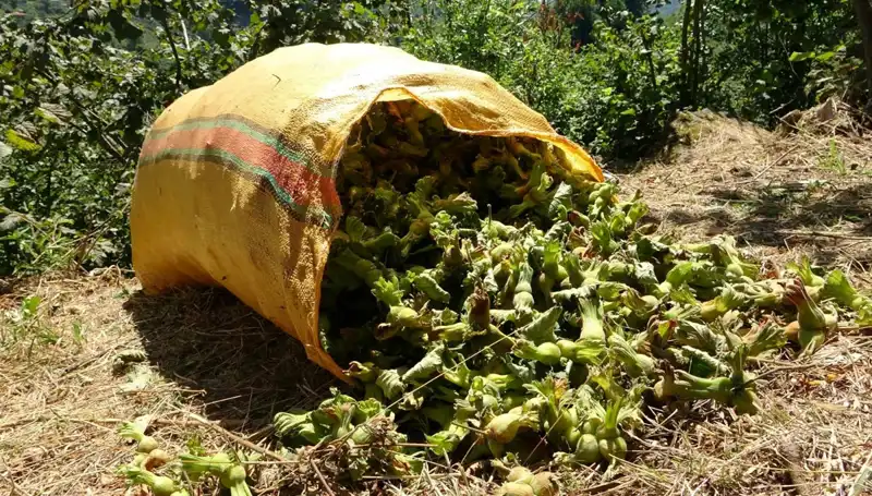 Giresun’da Fındık Hasadı Başladı: Tarımda Yeni Bir Dönem Mi?