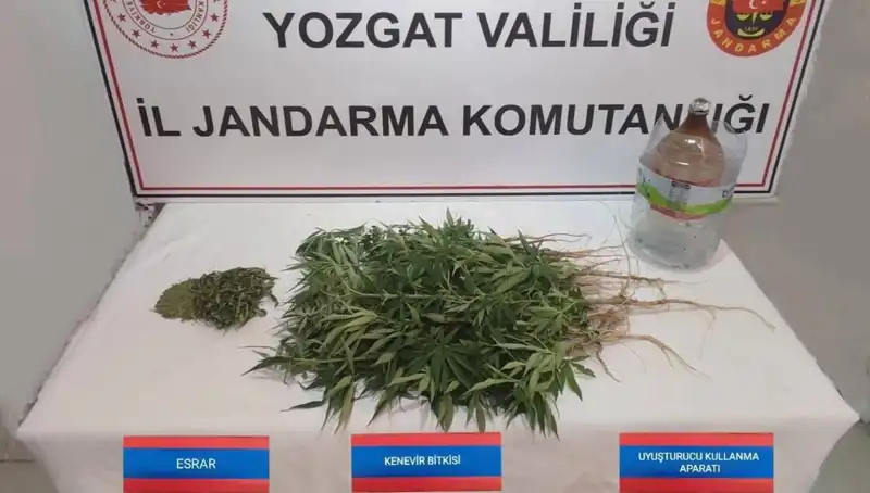 Yozgat’ta 40 Kök Kenevir Ele Geçirildi: Yasadışı Tarımla Mücadelede Yeni Bir Başarı