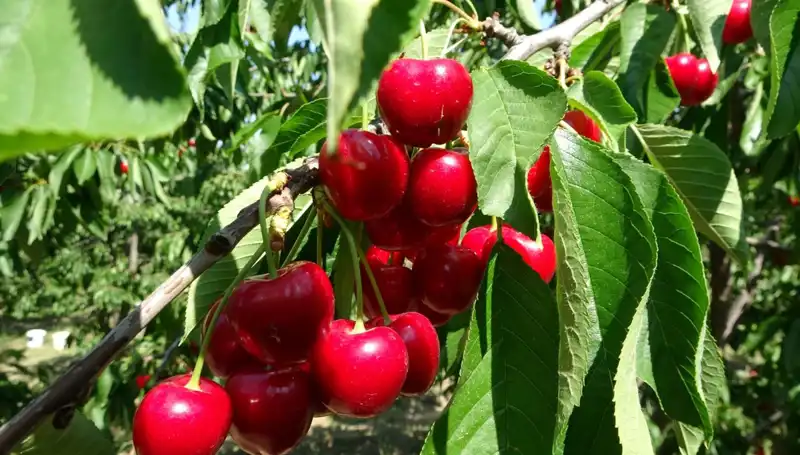 Çay Hasadı Başladı: Çay Bardaklarına Sığmayan Bereket