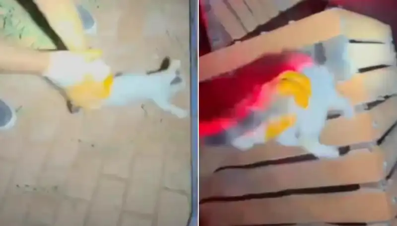 Gece Yarısı İtfaiye Ekibi Kedi Kurtarma Operasyonu ile Görevde