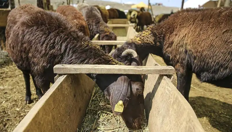 Şap Hastalığı Alarmı: Hayvan Pazarı Kapatıldı, Tedbirler Artıyor!