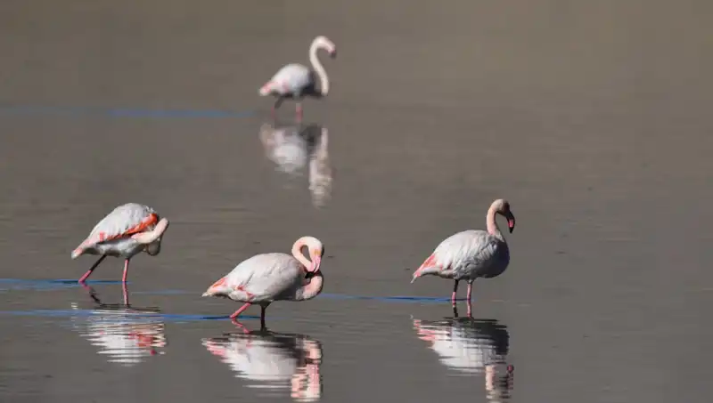 Kuş Cenneti Kuraklığın Pençesinde: Flamingoların Geleceği Tehlikede