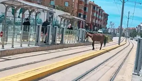 Eskişehir'de Tramvay Raylarında Görülen Başına Boş At, Şehirde Şaşkınlık Yarattı