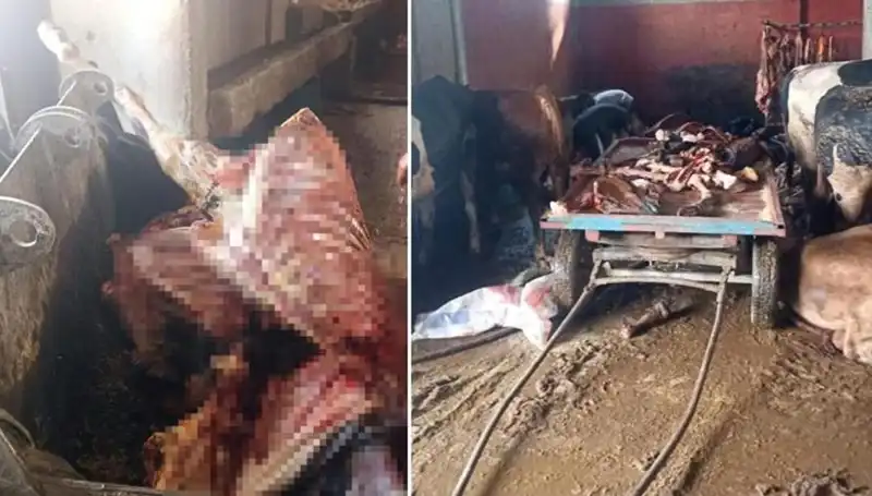 Adana'da Şok: 2,5 Ton At Eti Ele Geçirildi ve 4 At Kurtarıldı!