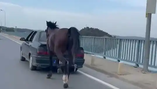 Adana'da Atlara İşkence Eden Kişi Tutuklandı: Olayın Detayları