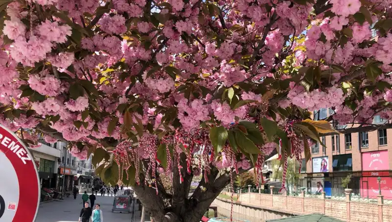 Süs Erik Ağaçlarına Martenitsa Geleneği: Ne Anlama Geliyor?