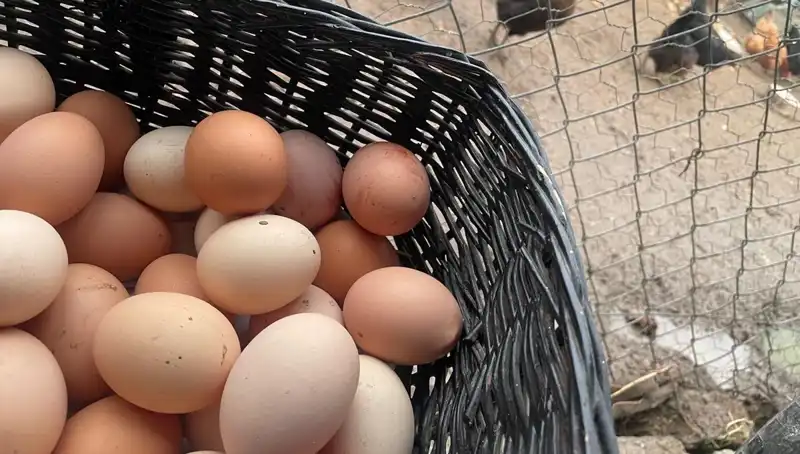 Dünyanın En Ucuz Proteini: Okullarda Beslenme Sorununa Çözüm
