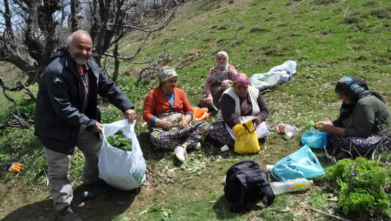 Yüzlerce Aile İçin Geçim Kaynağı: Toplamak İçin 5 Saat Yürüyüş Yapılıyor