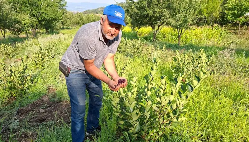 3 Yıl Önce Ektiği Bitki, Bu Yıl Meyve Verdi: Kilosu 200 Lira