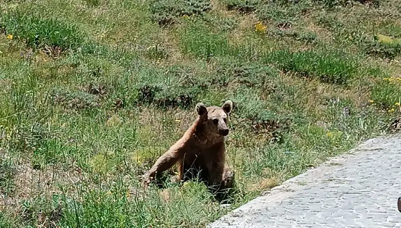 Nemrut’a Seyahat Edenlere Bozayı Uyarısı: Güvenliğinizi Gözetin