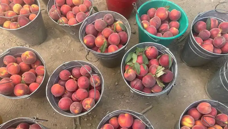 Çiftçilikte Müjde: Hasat Zamanı Geldi ve Fiyatlar Yükseliyor!