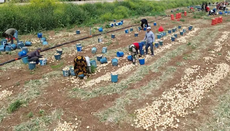 Soğan Hasadı Başladı: Fiyatlar Aşağı Yönlü ve Tüketiciler Sevinçte